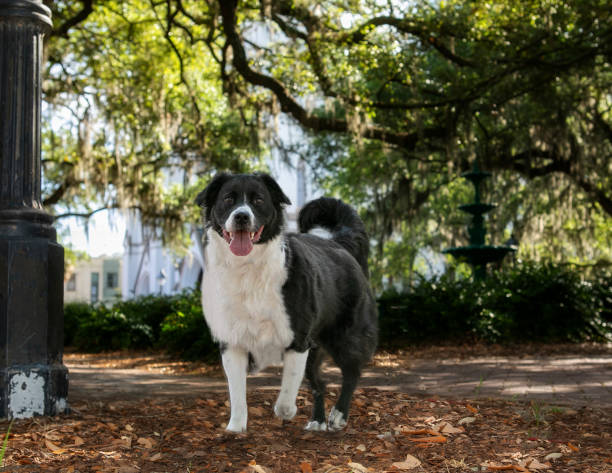 Border Collie Mix in front of the cathedral of st. john the baptist church; dog walking towards camera  in front of fountain in Lafayette square; historic downtown savannah georgia