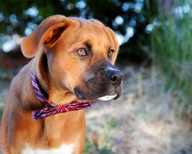 istock Dog looking into sun earing red bowtie 2193907739