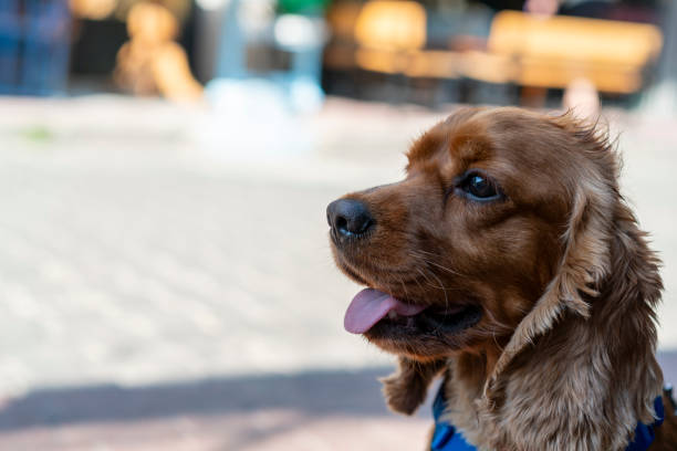 istock Portrait of a beautiful purebred cocker spaniel 2193907985