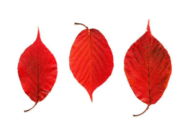Dried autumnal red Cherry leaves with serrated edges and visible glands on the stalk, isolated on white