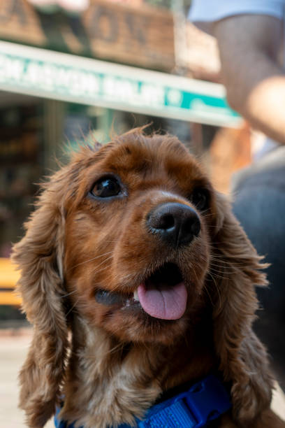 istock Portrait of a beautiful purebred cocker spaniel 2193908240