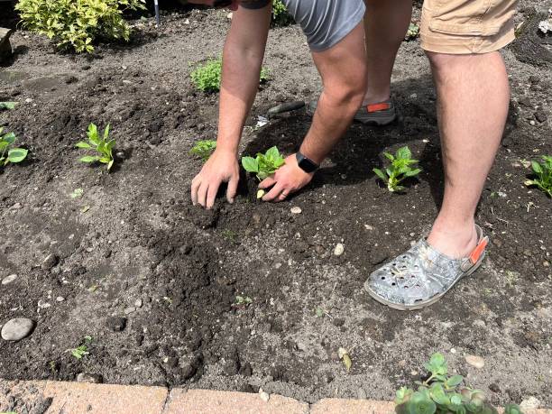 istock Planting Dahlias 2193909625