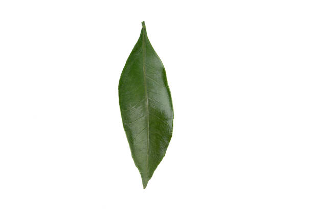 Top view of green mandarin leaf isolated on white background. Copy space.