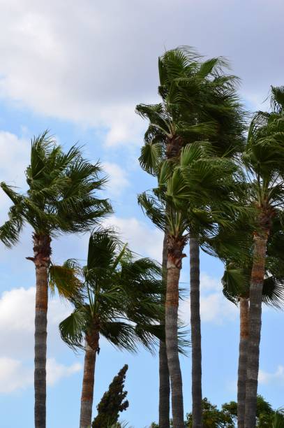 istock a strong wind sways the palm trees 2193909975