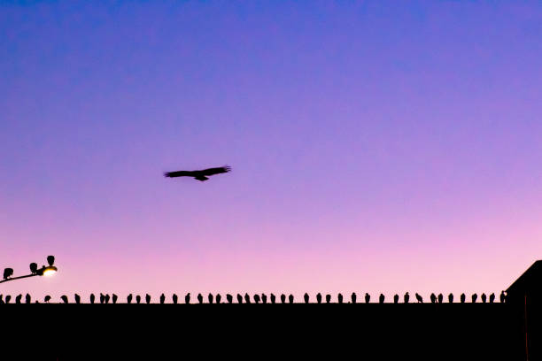 Image of a Black vulture (Coragyps atratus), (Portuguese:urubu-de-cabeça-preta)