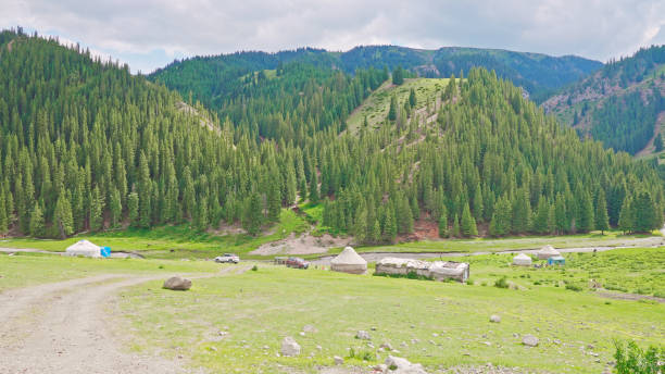 istock Grassland,Coniferous forest,Spruce,Xinjiang,China,Asia. 2193912277
