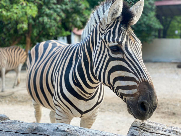 istock Zebra in the zoo close up 2193912970