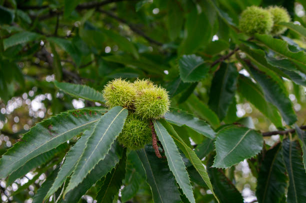 Imagen gratis: castaño, semilla, Castanea sativa, hoja, alimentos ...