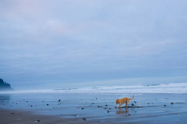 istock DOG DIGS ON THE BEACH IN OREGON 2193913207