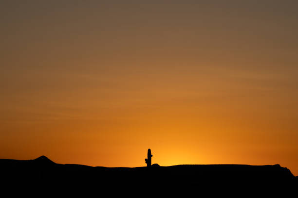 istock Cactus at sunset in Arizona 2193913235