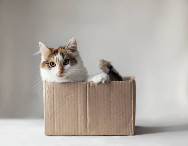istock funny cat peeking out of small packaging box on white background 2193913333
