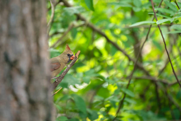 istock Female of northern cardinal bird (Cardinalis cardinalis) perched on a tree 2193914681