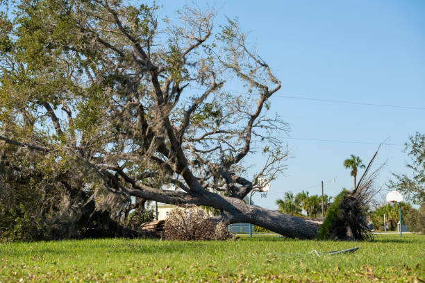 istock Fallen down tree after hurricane in Florida. Consequences of natural disaster 2193914683