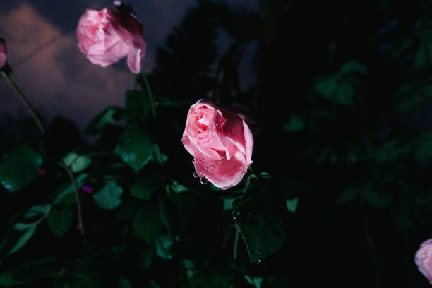 Beautiful pink rose in bloom with water drops in black background