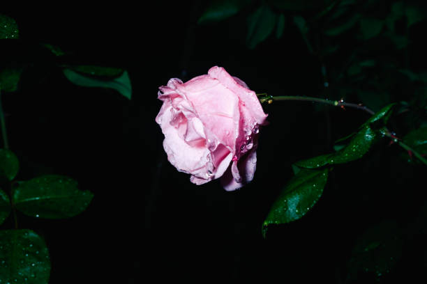 Beautiful pink rose in bloom with water drops in black background