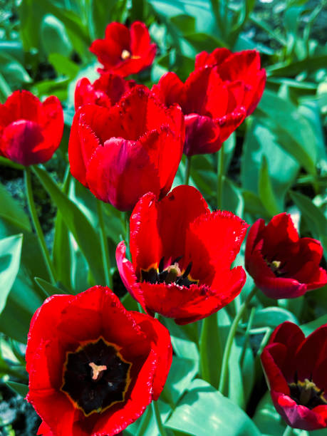 istock background top view on red tulips 2193917692