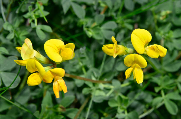 istock Common Bird's-foot trefoil, Lotus corniculatus 2. 2193918405