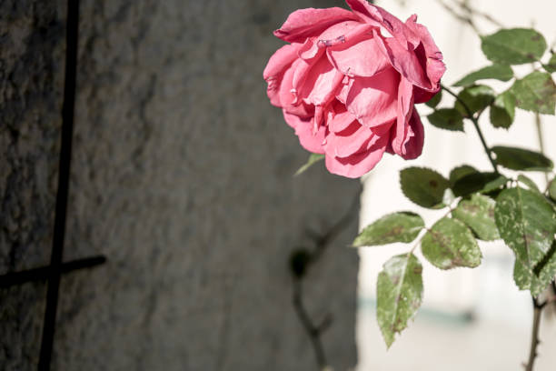 Photo of a sunny rose taken in macro against a green background