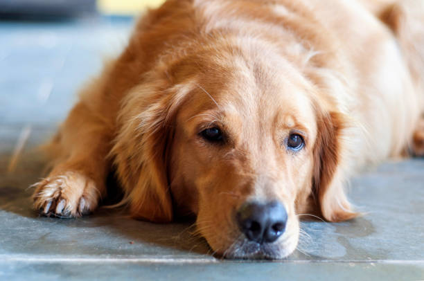 istock Golden retriever dog with head lying down and looking at camera 2193918616