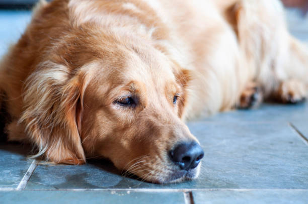 istock Golden retriever dog with head lying down and looking sideways 2193918624