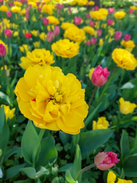 istock Tulips in the flowerbed . Beautiful spring flowers 2193918812