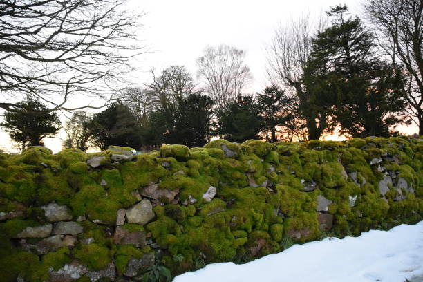 Old stone wall made of grey pebbles, with moss, background