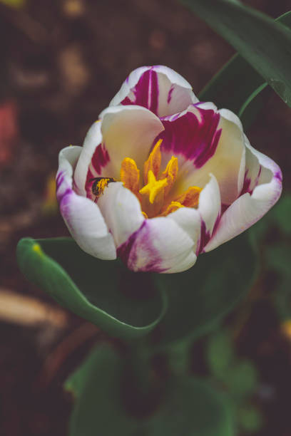 Flowers in the garden