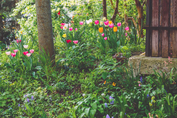 Flowers in the garden