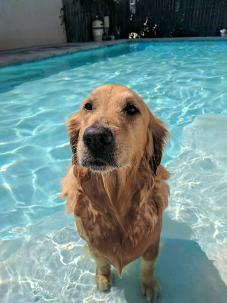 Golden retriever swimming in a blue pool