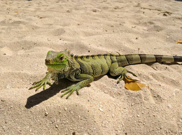 istock Green Lizard In The Sand 2193924860