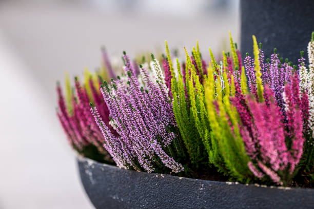 Heather autumn flowers