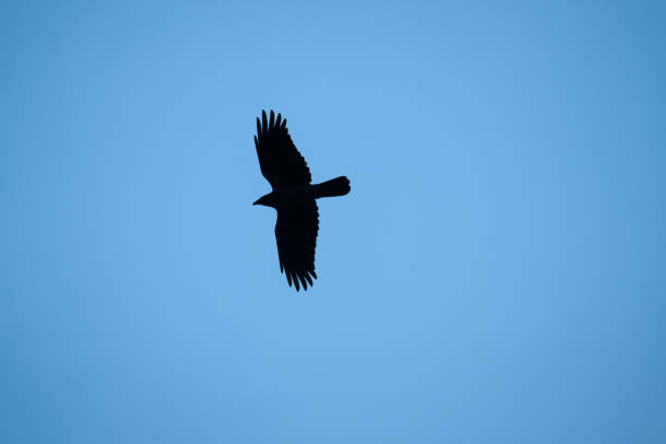 istock Large crow looking for food over a field.. 2193925088