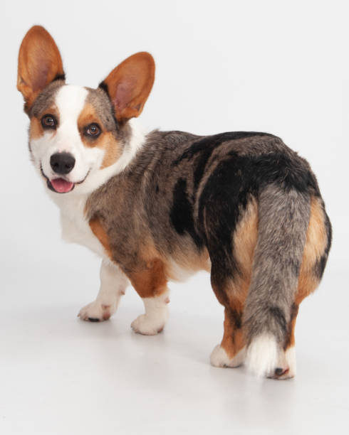 istock Cardigan corgi walking away in studio 2193925330