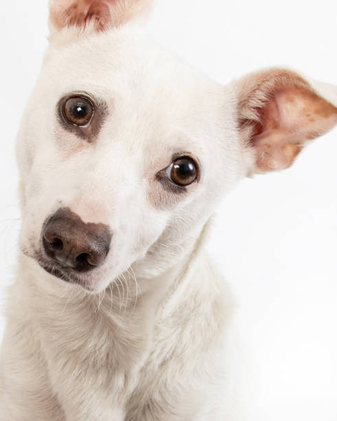 istock Chihuahua mix close up with sweet expression 2193925368