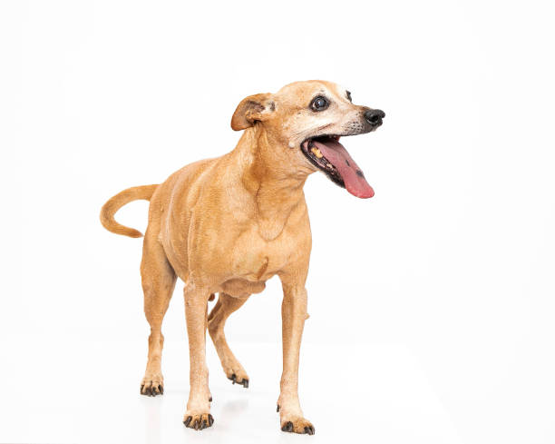 istock Chihuahua mix in motion in studio 2193925389