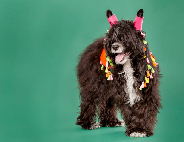 chinese crested powder puff; black and white dog; dark green background; wearing llama costume;