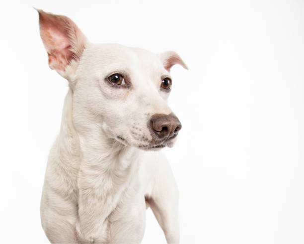 Chihuahua mix giving side eye