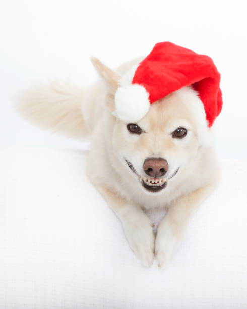 Scruffy cute mongrel dog wearing a santa hat