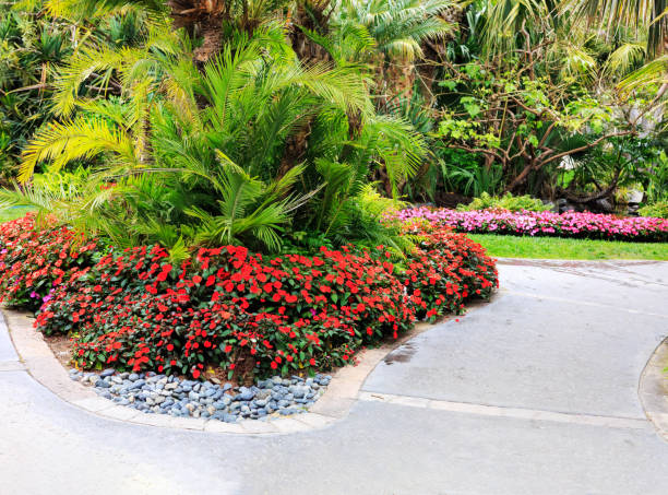 istock Colorful Impatiens in Tropical Garden 2193927254