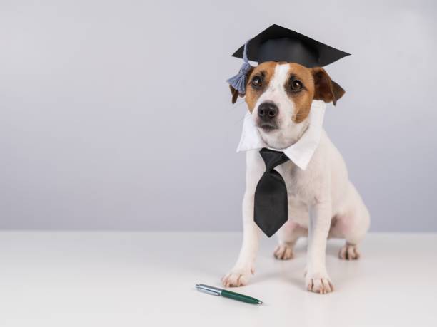 istock Jack Russell Terrier dog in a tie and academic cap sits on a white table. 2193927896