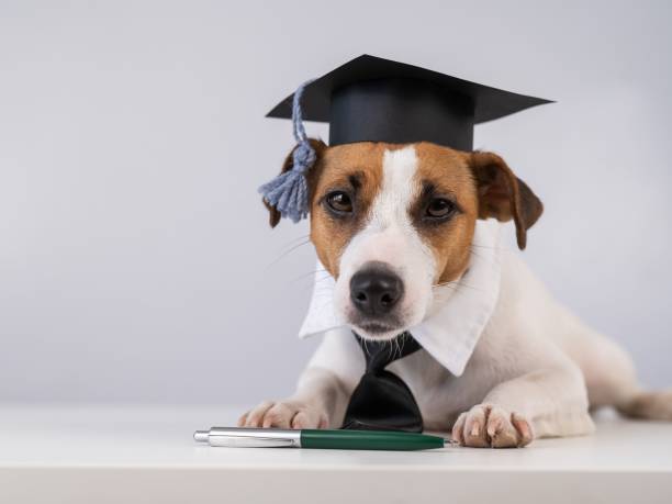 istock Jack Russell Terrier dog in a tie and academic cap sits on a white table. 2193927958
