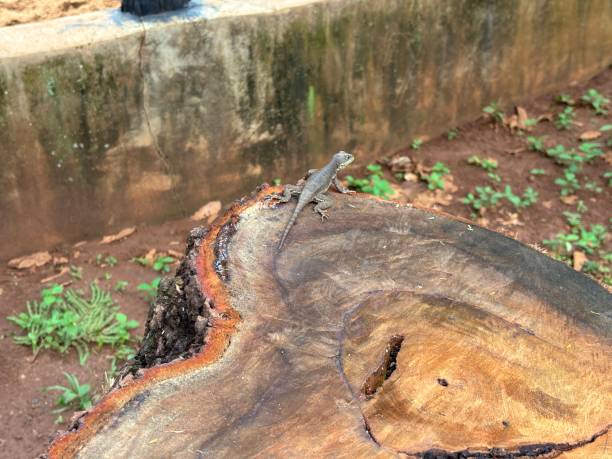 The image shows a small gray lizard perched on a cut tree trunk. The trunk has an interesting texture with visible growth rings and a brown bark border. In the background is a concrete wall with some cracks and moisture stains, as well as a soil with some green plants. The photo highlights the interaction between wildlife and the natural environment, capturing a moment of tranquility and observation of nature.