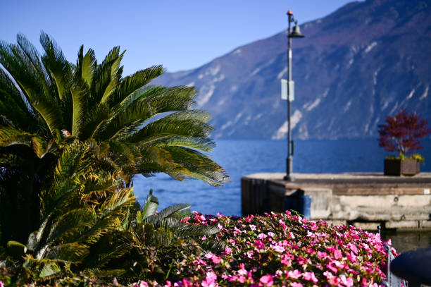 Palm and European Alps.