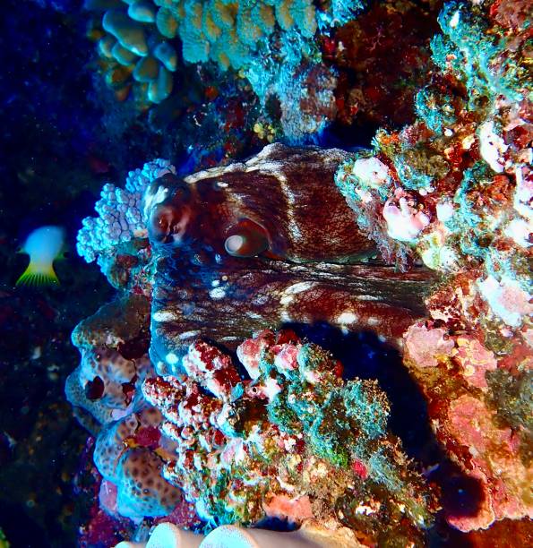 A mesmerizing reef octopus blends into its surroundings with remarkable camouflage, showcasing intricate textures and rich coloration. This close-up image captures the octopus’s expressive eye and detailed skin patterns, highlighting the intelligence and beauty of this fascinating marine creature. Ideal for wildlife, marine biology, and underwater exploration themes.