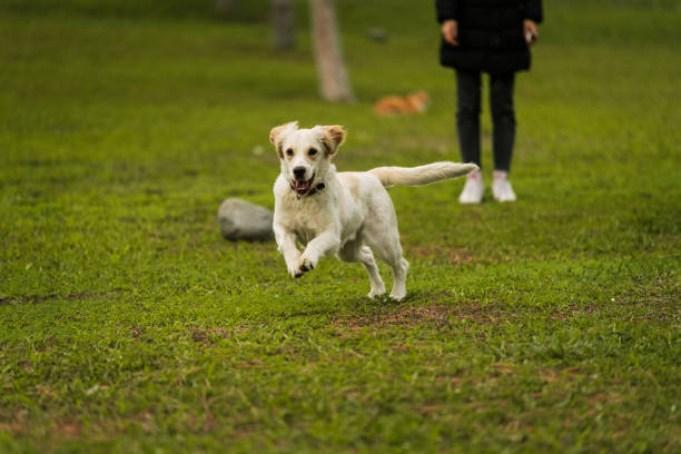 istock Golden Retriever Playing Fetch in a Green Field 2193932871