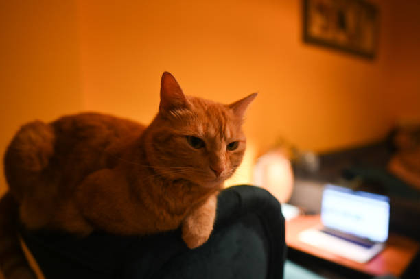 istock Cat resting on chair at night. 2193933941