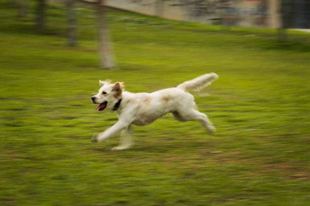 A golden retriever dog captured in motion blur as it runs energetically across a grassy field, playing fetch with a stick. The dynamic pan shot highlights its speed and joy