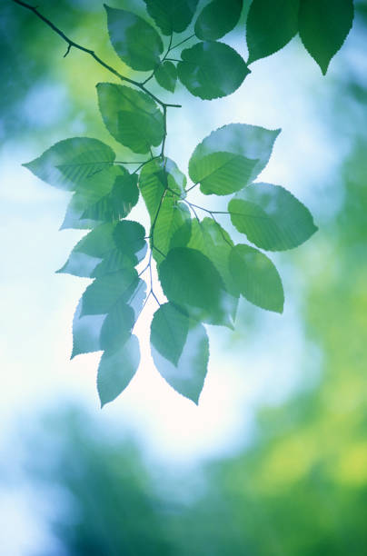 istock Abstract Image Of Fresh Green Leaves 2193934874