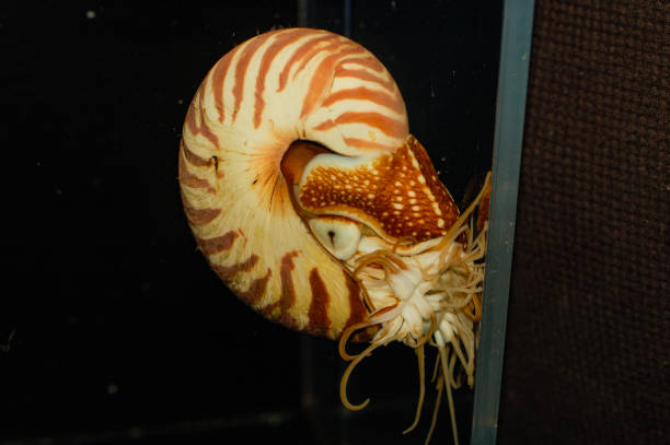 Chambered Nautilus - Nautilus pompilius