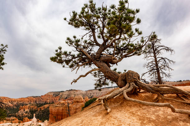 Bryce Canyon national park, Utah, USA.